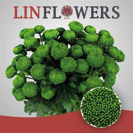 Spray Chrysanthemum - Chrysanthemum - Deligreen