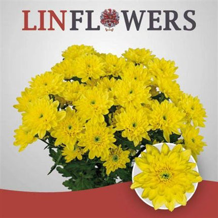 Spray Chrysanthemum - Chrysanthemum - Baltica Yellow
