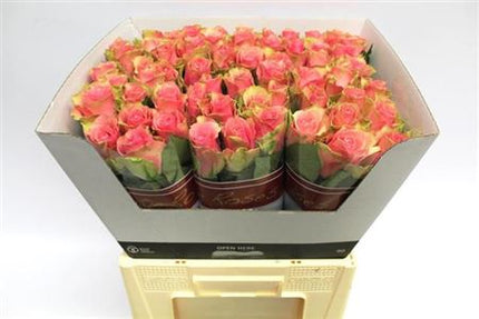 Rose - Rosa - Belle Rose