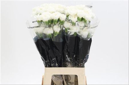 Carnation Standard Moonlight