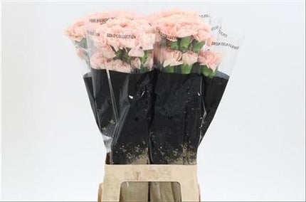 Carnation Standard Noviado
