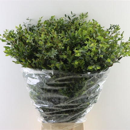 Eucalyptus - Eucalyptus - Parvula per bos