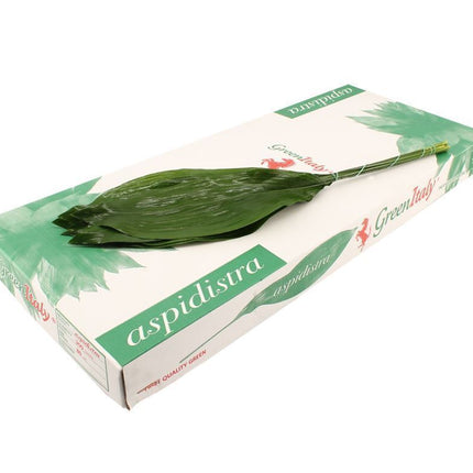 Aspidistra - Aspidistra - elatior