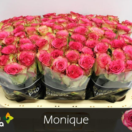 Rose - Rosa - Monique