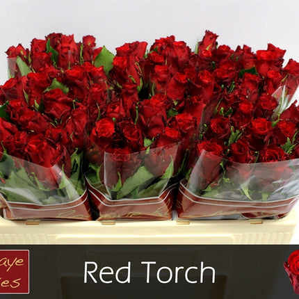 Rose - Rosa - Red Torch