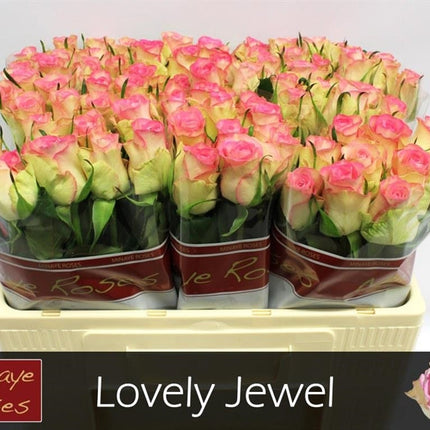 Rose - Rosa - Lovely Jewel