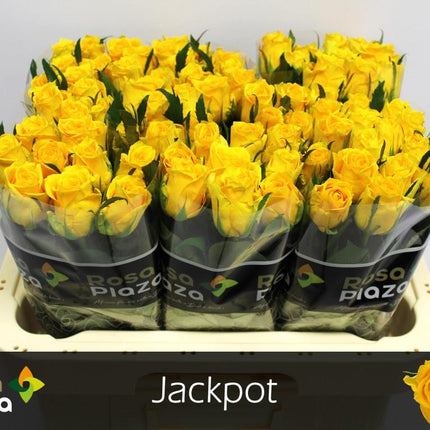 Rose - Rosa - Jackpot+