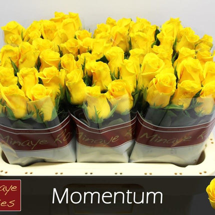 Rose - Rosa - Momentum+