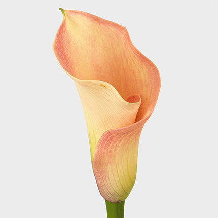 Calla Lily - Zantedeschia - Captain Rosette