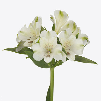 White Alstroemeria ‘Icy Mist’ Cut Flowers – 70cm Stems