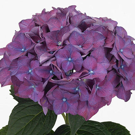 Hydrangea - Rodeo