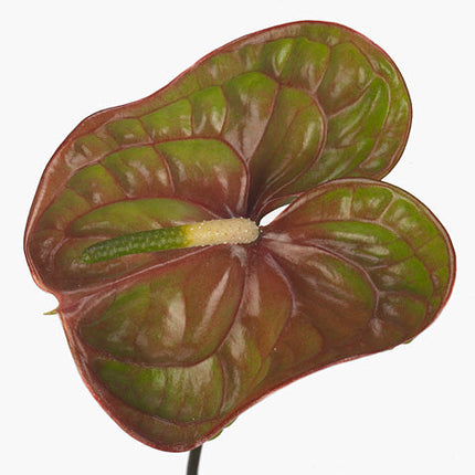 Green Anthurium ‘Elixer’ Cut Flowers – 35cm Stems