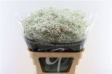 Gypsophila Million Star