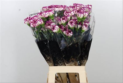 Standard Carnation - Dianthus - Kino