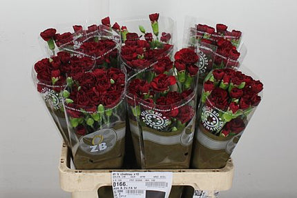 Carnation Spray Chateau