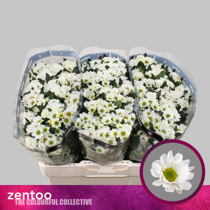 Santini Chrysanthemum - Chrysanthemum - Rossi White