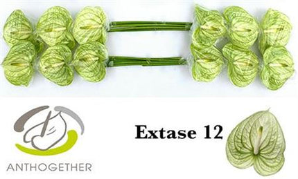 Green Anthurium Extase Cut Flowers – 40cm Stems