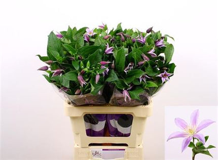 Blue Clematis ‘Star River’ Cut Flowers – 60cm Stems