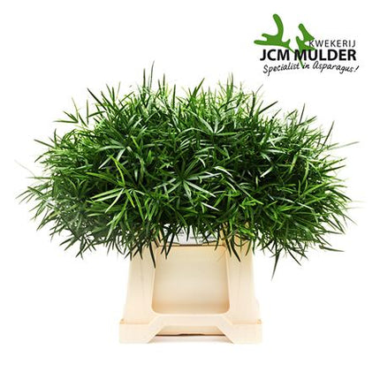Asparagus Foliage - Asparagus - Falcatus