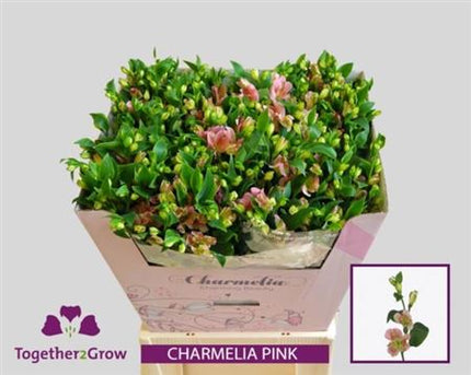 Alstroemeria Charmelia Pink