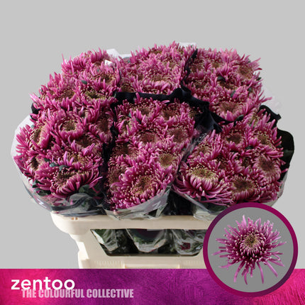 Chrysanthemum - Baltazar Intense