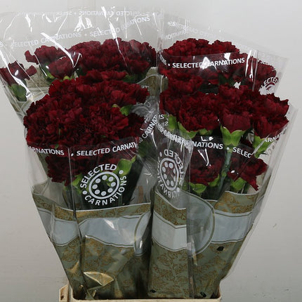 Carnation Standard Zurigo