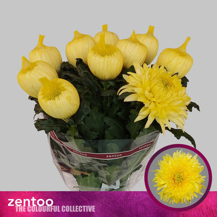 Chrysanthemum - Chrysanthemum - Magnum Yellow