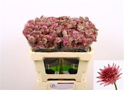Pink Astrantia ‘Roma’ Cut Stems – 50cm