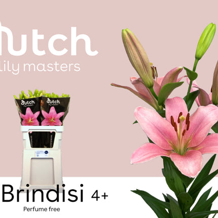 Lily - Lilium - Brindisi