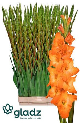Orange Gladioli ‘Prince of Orange’ – 110cm Cut Stems