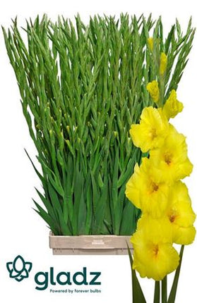 Yellow Gladioli ‘Bananarama’ – 10 Stems