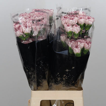 Carnation - Dianthus - Mariposa