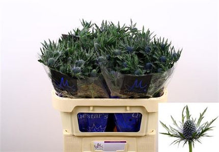 Purple Eryngium ‘Orion’ Cut Stems – 50cm