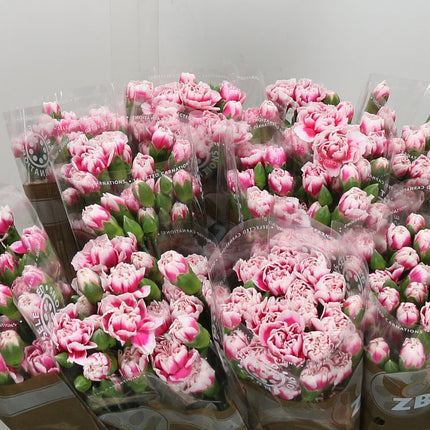 Carnation Spray Cherry Tessino
