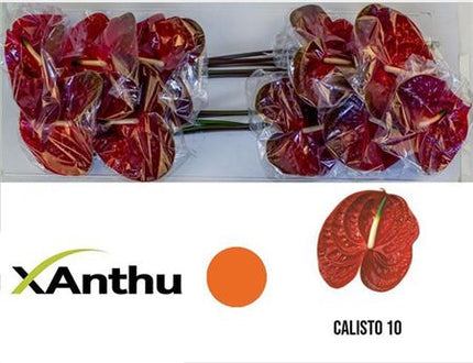 Red Anthurium Calisto Cut Flowers – 50cm Stems