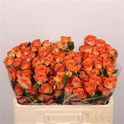Spray Rose - Rosa - Ariya