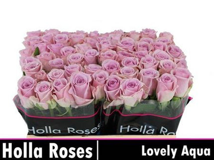 Rose - Rosa - Lovely Aqua