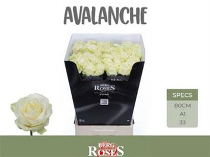 Rose Avalanche Free Choice