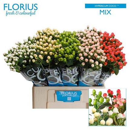 Mixed Hypericum Coco Mix – 50cm Stems