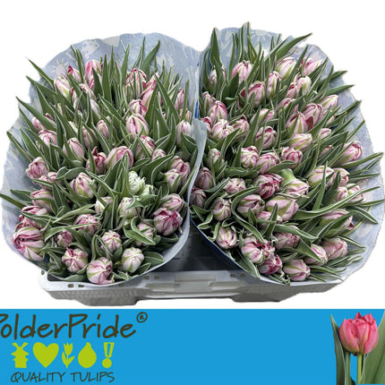 Tulip Flash Point
