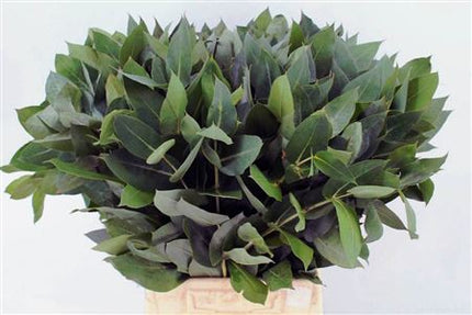 Eucalyptus - Eucalyptus - Robusta Juveniel