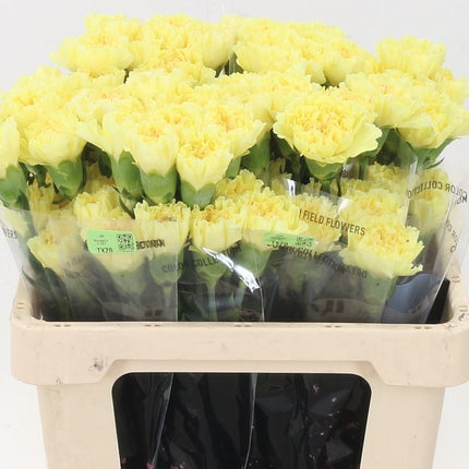 Carnation Standard Diletta