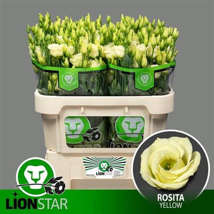 Lisianthus Rosita Yellow