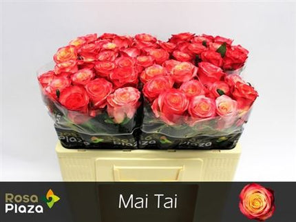 Rose - Rosa - Mai Tai