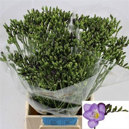 Freesia - Freesia - Delta River