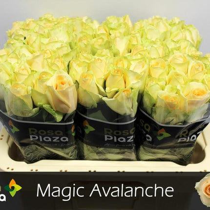 Rose - Rosa - Magic Avalanche+