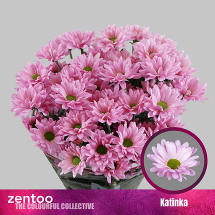 Spray Chrysanthemum - Chrysanthemum - Katinka