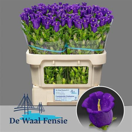 Bellflower - Campanula - Champion Blue