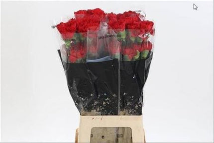 Carnation - Dianthus - Don Pedro