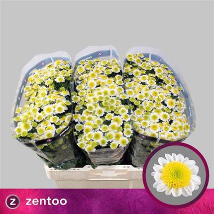 Santini Chrysanthemum - Chrysanthemum - Sun Up